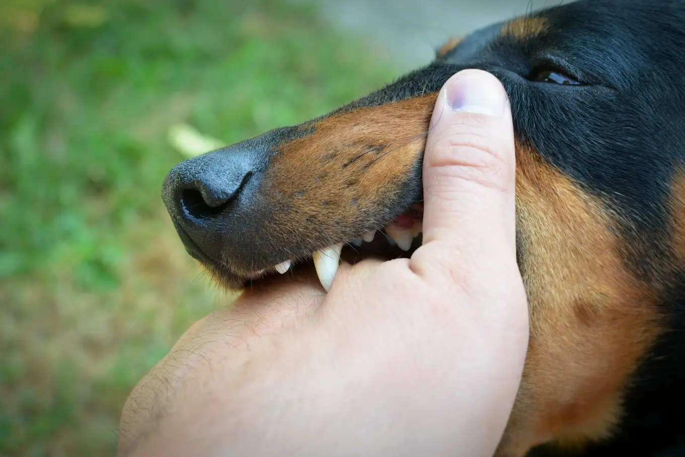 Pies Trzymający Dłoń W Zębach